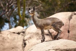 rockdans klippa springer, klipspringer foto