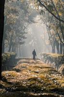 på en dimmig morgon, en person gående längs en träd trädgård väg foto
