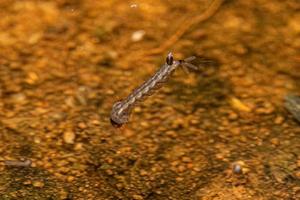 gul feber mygga larv foto