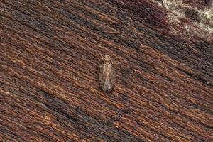 vuxen fjällig bevingad barklice insekt foto