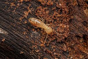 små typisk termit insekt foto