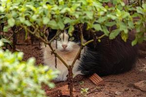 små inhemsk katt foto