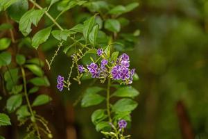 himmelblomma lila blommor foto