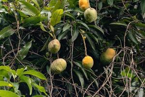 mangoträd med frukter foto