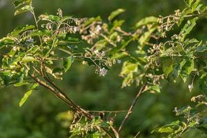 blommande växt vanligen känd som jurubeba foto