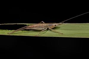 conehead katydid nymf foto