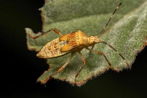 bladfotad insektsnymf foto