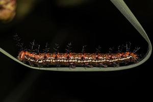 mexikansk fritillary fjäril larv foto