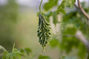 bitter kalebass eller corolla rå friska vegetabiliska hängande på de trädgård träd med de suddigt bakgrund foto