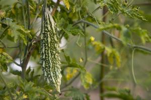 bitter kalebass eller corolla rå friska vegetabiliska hängande på de trädgård träd med de suddigt bakgrund foto