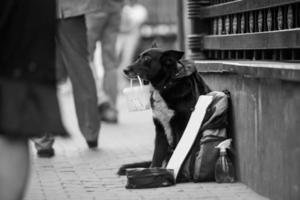 hemlös hund frågar för pengar på de gata foto