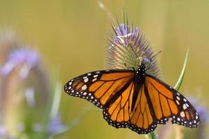 en monark fjäril - danaus plexippus - går av på en teesel blomma. foto