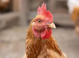porträtt av ingefära kyckling ser in i de lins foto