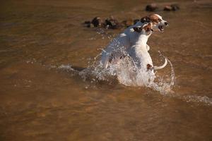 lekfull domkraft russell terrier hundar spelar i de vatten foto