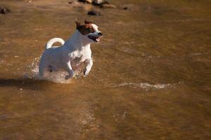 aktiva domkraft russell terrier hund spelar i vatten foto