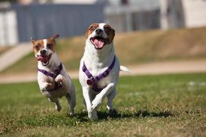 energisk domkraft russell terrier hundar löpning på de gräs foto