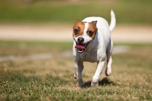 energisk domkraft russell terrier hund kör på de gräs foto