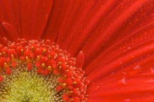 makro röd gerber daisy med vatten droppar foto