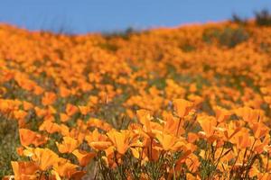 säsong- kalifornien vallmo blomma landskap foto