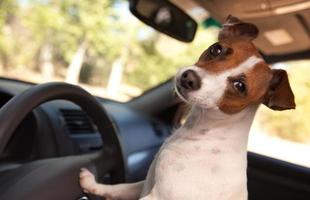 jack russell terrier njuter av en biltur foto