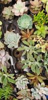 abstrakt över huvudet av olika saftig växter på barnkammare foto