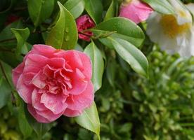 otrolig skön röd kamelia - kamelia japonica, känd som allmänning kamelia eller japansk kamelia. foto