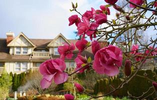 Felix jury magnolia blommande träd. skön magnolia jätte blommor mot hus och blå himmel bakgrund stänga upp. foto