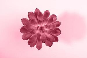 ett blomma rosett av saftig växt stänga upp. topp se. toning i Färg av 2023 viva magenta. foto