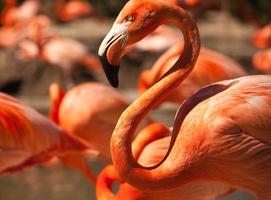 flock av skön flamingos foto