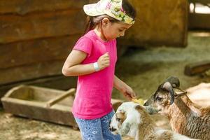 söt liten flicka petting och matning en get på petting Zoo. barn spelar med en bruka djur- på solig sommar dag. barn interagera med djur foto