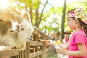 litet barn flicka petting liten get i de barn odla. söt snäll barn matning djur i de Zoo foto