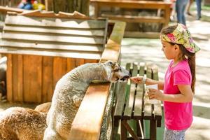 liten flicka förbereder djur i de Kontakt Zoo. matning barnyard djur foto