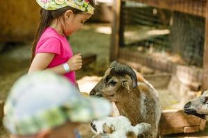 liten flicka förbereder djur i de Kontakt Zoo. matning barnyard djur foto