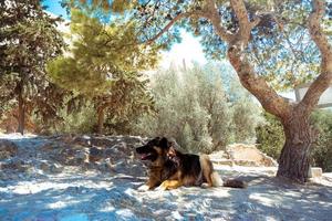 hund lögner i de skuggor i de skog i sommar foto