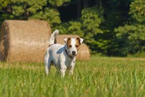 porträtt skott av en präst russell terrier på en äng med sugrör balar mim bakgrund foto