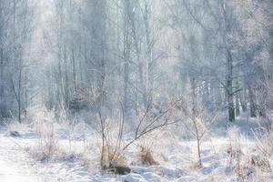 snöig björk skog på de utkant av berlin. frost former is kristaller på de grenar foto