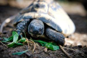 grekisk sköldpadda födosökande på sandig substrat. reptiler Foto. djur- skott foto