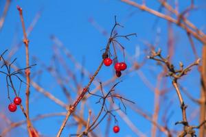 mogen röd viburnum bär på de grenar mot de blå himmel. buske viburnum i vinter. viburnum opulus är Begagnade i medicin och matlagning. foto