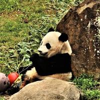 en se av en panda foto