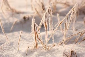 de träd är täckt med frost i vinter- foto