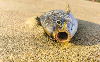 död- fisk tvättades upp på strand liggande på sand Mexiko. foto