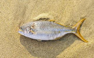 död- fisk tvättades upp på strand liggande på sand Mexiko. foto
