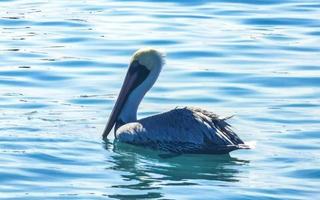 pelikan fågel fåglar simma i vatten vågor puerto escondido Mexiko. foto