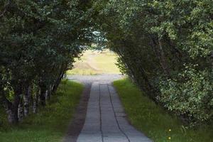 björk tunnel med väg i parkera landskap Foto