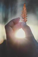 stänga upp kvinna innehav ormbunke blad på solnedgång begrepp Foto