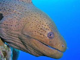 stänga upp av moray ål i främre av djup blå vatten foto