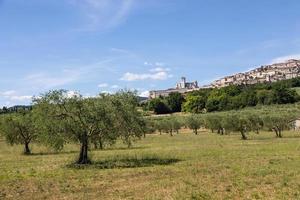 olivträd i byn assisi i regionen Umbrien, Italien. staden är känd för den viktigaste italienska basilikan tillägnad st. francis - san francesco. foto