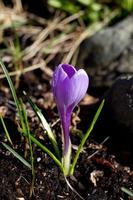 violett krokus stänga upp i hemsedal dal, i buskerud, norge, vår blomma på sommar morgon, bild för tapeter, affisch, kalender design foto