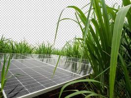 sol- celler i socker sockerrör, grön kraft, naturlig energi isolerat på transparent bakgrund och klippning väg foto