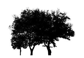 silhuett träd borsta design på vit bakgrund, illustrationer borsta borsta från verklig träd med klippning väg och alfa kanal foto
